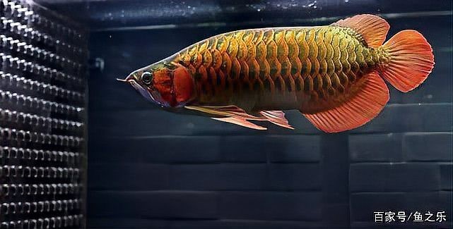 有哪些拍攝龍魚的最佳角度？