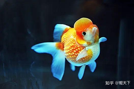 還有哪些觀賞魚網站值得推薦？ 還有哪些觀賞魚網站值得推薦？ 2025長城杯龍魚大賽 第3張