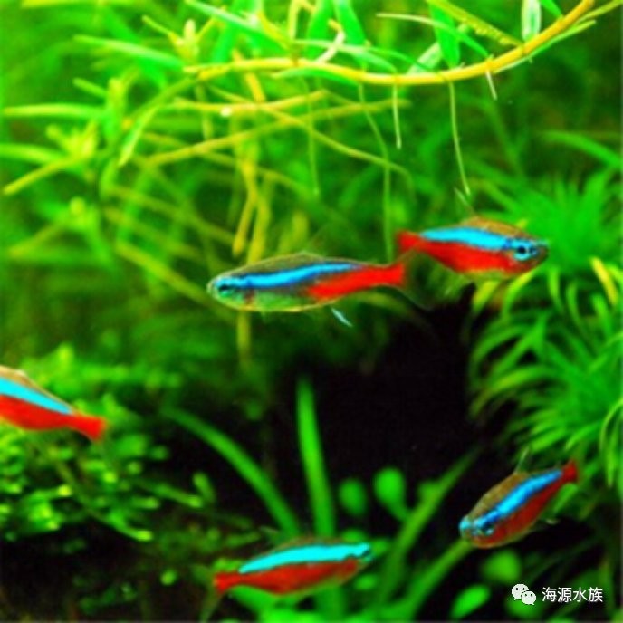 還有哪些觀賞魚網站值得推薦？ 還有哪些觀賞魚網站值得推薦？ 2025長城杯龍魚大賽 第4張