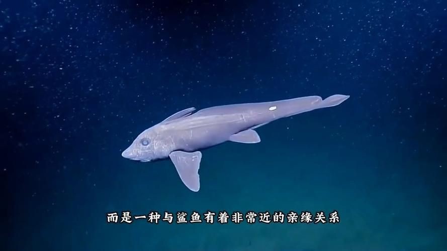 鬼鯊長什么樣子圖片