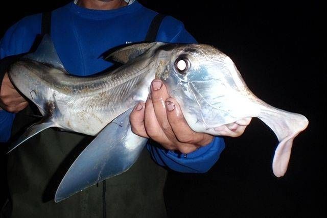 鬼鯊長什么樣子圖片