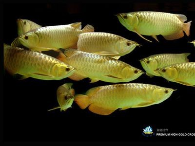 極品金龍魚什么價(jià)格啊能買到正品嗎（極品金龍魚價(jià)格因其品種、品相、大小等因素有很大差異） 極品金龍魚什么價(jià)格啊能買到正品嗎（極品金龍魚價(jià)格因其品種、品相、大小等因素有很大差異） 龍魚百科 第5張