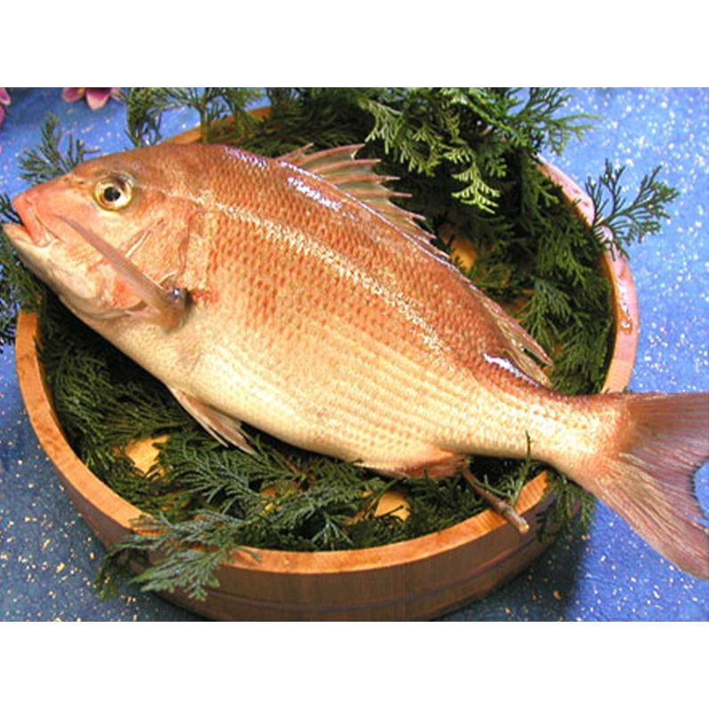 紅鯛魚學名