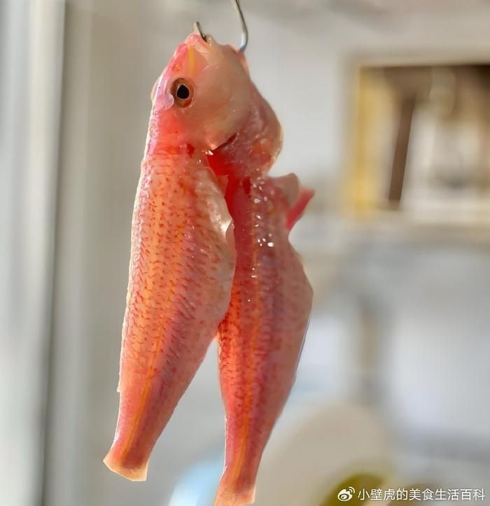 紅鯛魚學名 紅鯛魚學名 龍魚論壇 第4張