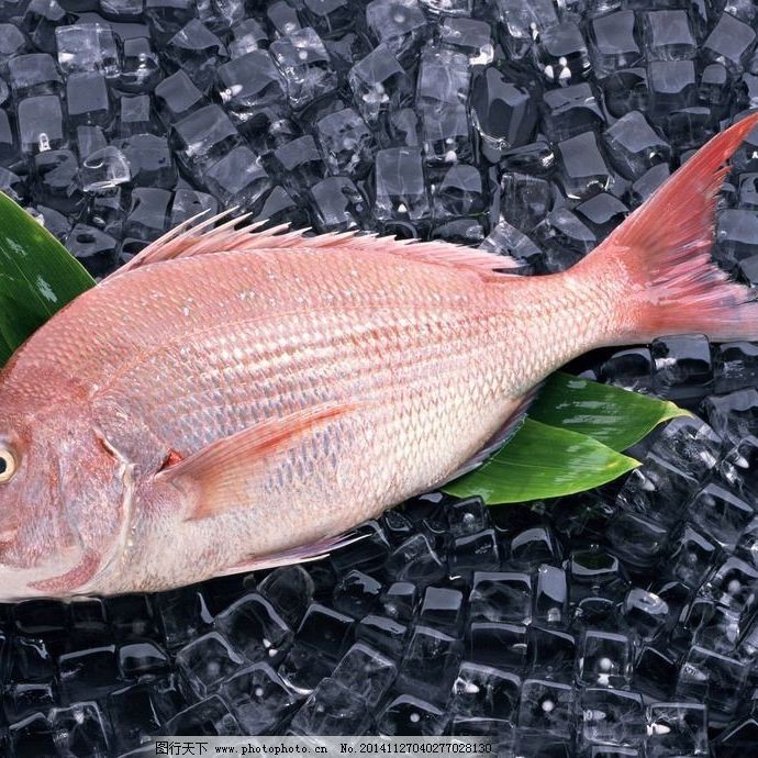 紅鯛魚學名 紅鯛魚學名 龍魚論壇 第6張