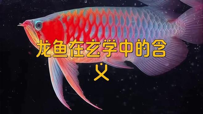 紅龍和金龍哪個更有領導力？