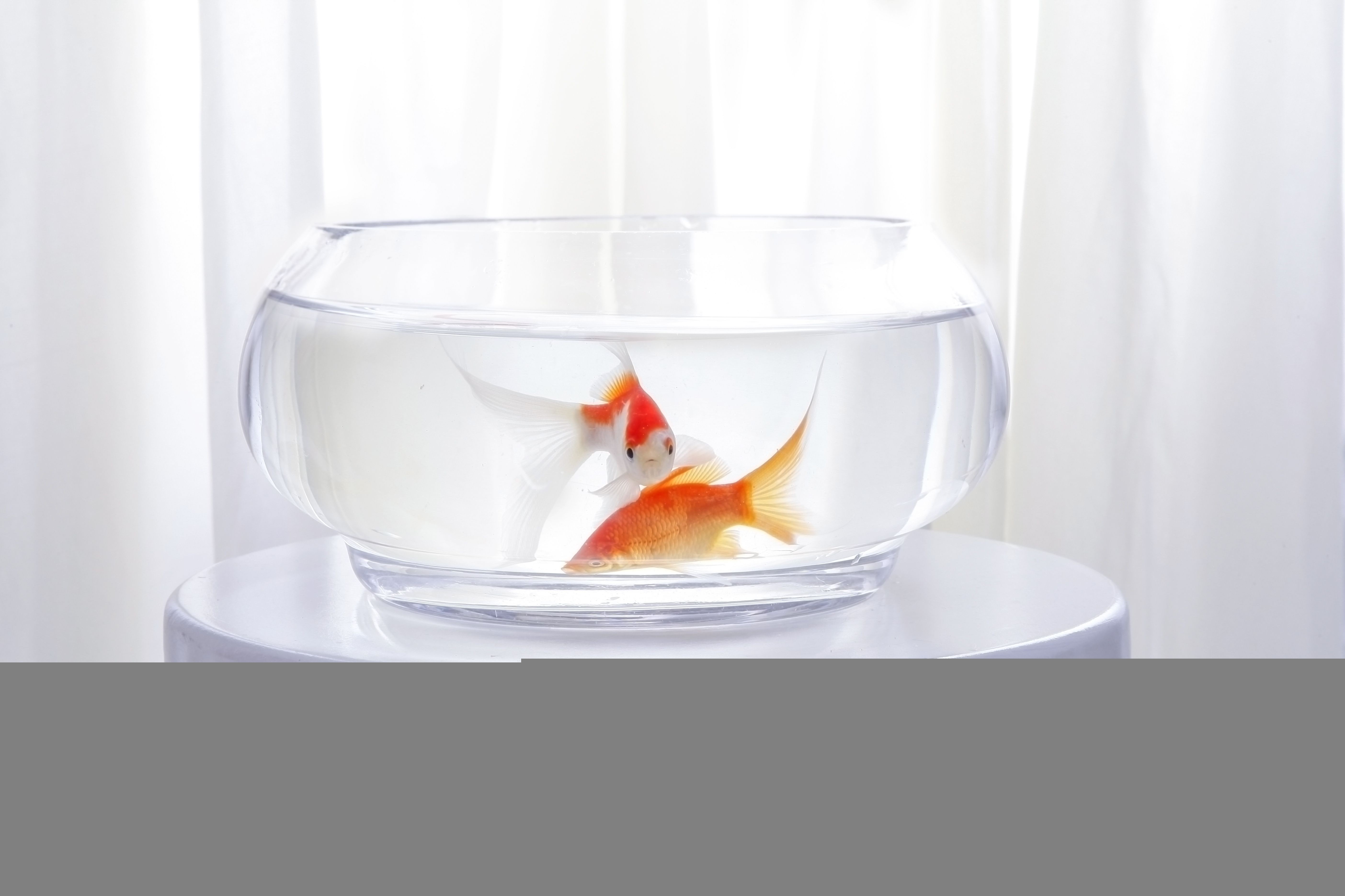 魚缸水質管理技術：養魚筆記第4季21集：魚缸過濾器及其適用水質管理技巧