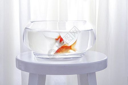 異形魚缸用什么背景好看：異形魚缸背景的選擇 異形魚缸用什么背景好看：異形魚缸背景的選擇 魚缸百科 第4張
