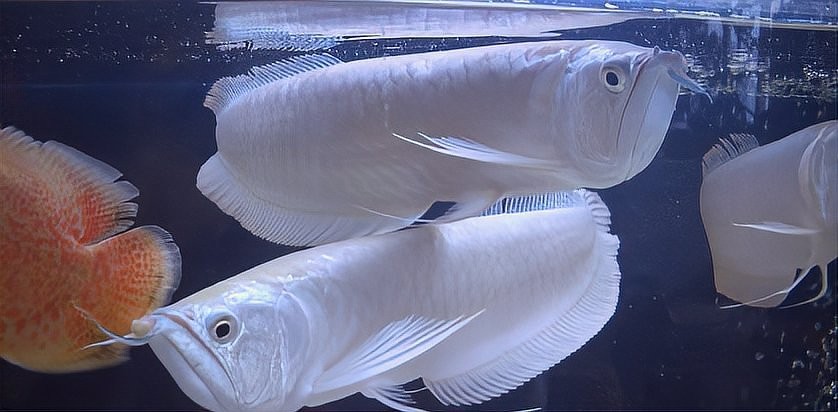 龍魚在風水中的具體寓意是什么？