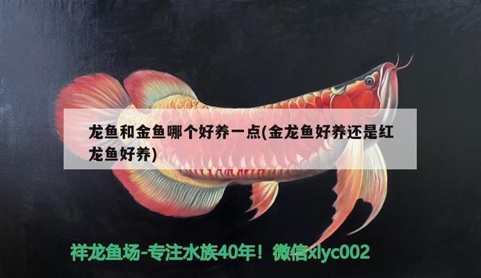 龍魚和金魚哪個好養(yǎng)一點(diǎn)呢（金魚與龍魚混養(yǎng)注意事項）