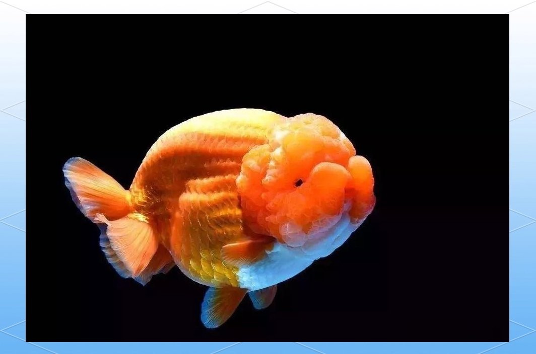 世界金魚大賽有哪些參賽品種？ 世界金魚大賽有哪些參賽品種？ 2025長城杯龍魚大賽 第4張