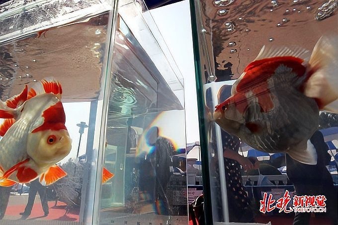 世界金魚大賽有哪些參賽品種？ 世界金魚大賽有哪些參賽品種？ 2025長城杯龍魚大賽 第1張