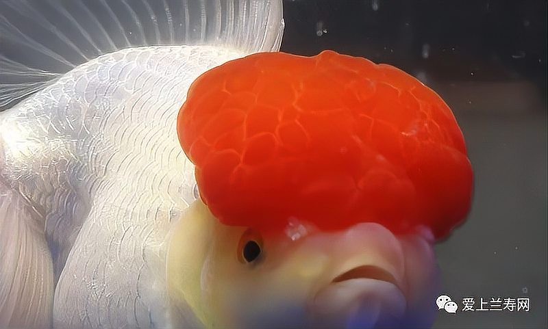 世界金魚大賽有哪些參賽品種？ 世界金魚大賽有哪些參賽品種？ 2025長城杯龍魚大賽 第5張