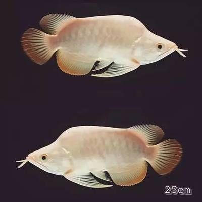 白化龍魚價格：白化紅龍魚是一種什么樣的魚？