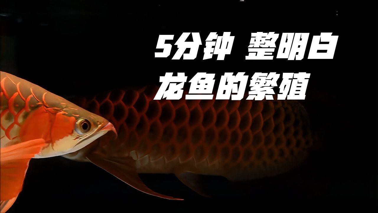 紅龍魚繁殖過程中常見問題