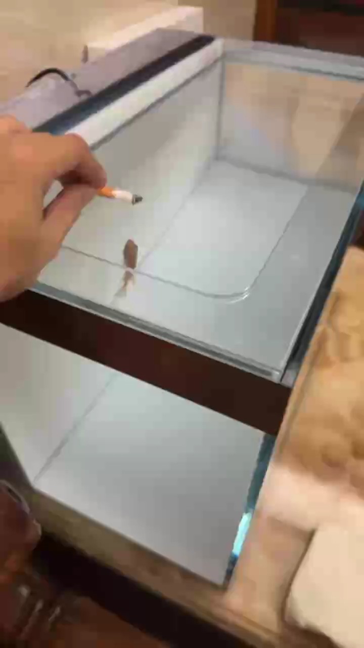 第三天 魚缸到了 直接下缸