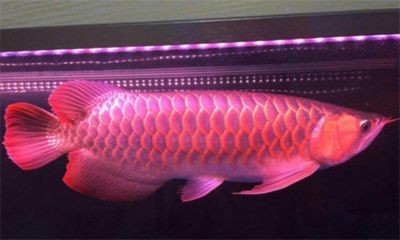 龍魚值多少錢：龍魚價格受多種因素影響，龍魚價格受到多種因素影響