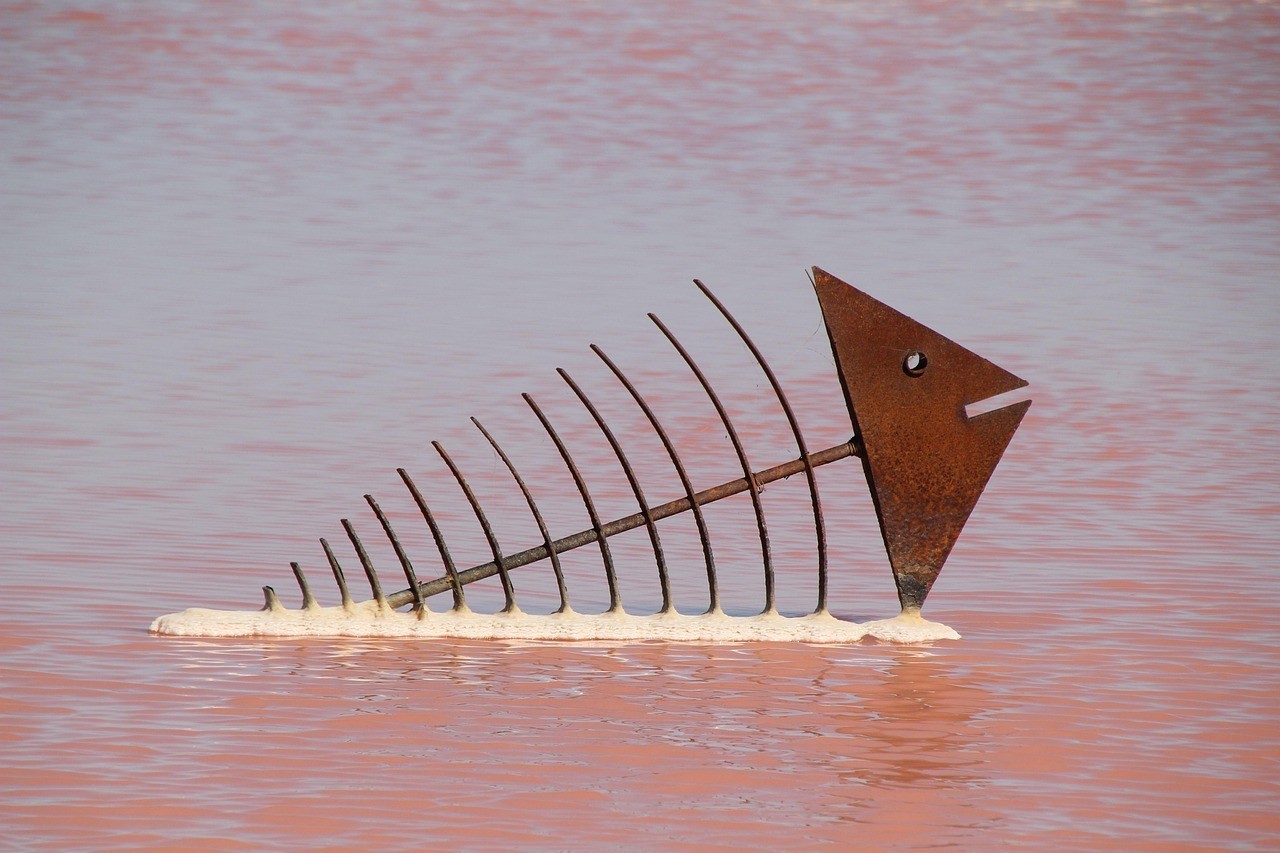 市場上賣的青魚是海魚嗎 市場上賣的青魚是海魚嗎 龍魚論壇 第2張