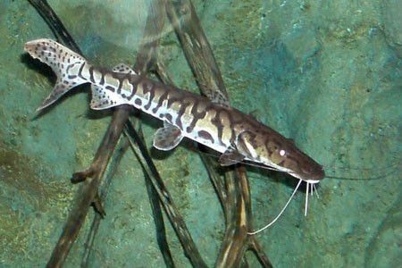 虎紋鴨嘴鯰 虎紋鴨嘴鯰 龍魚論壇 第3張