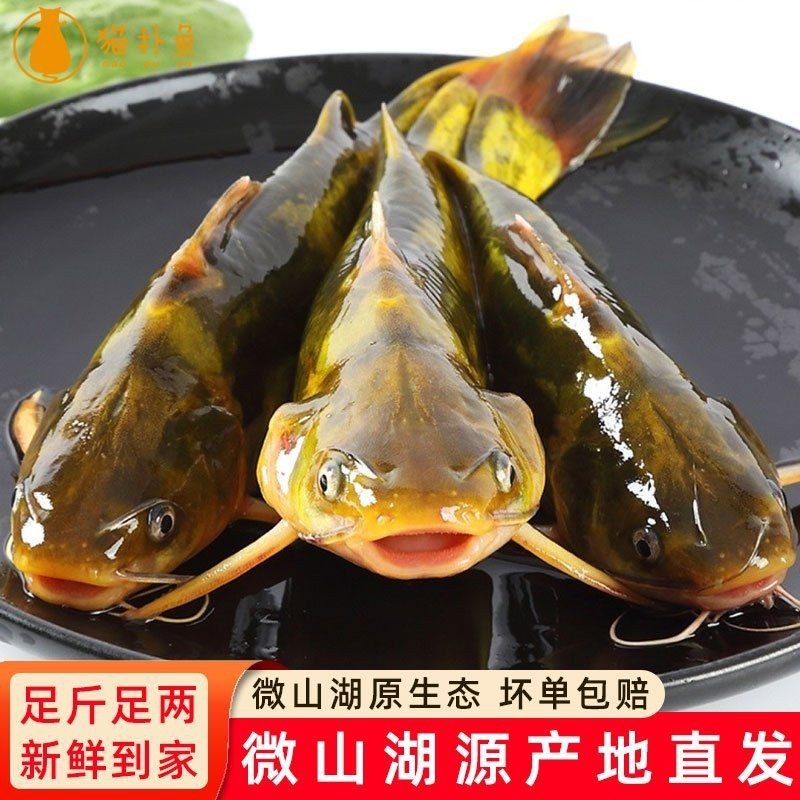 虎紋鴨嘴鯰 虎紋鴨嘴鯰 龍魚論壇 第14張