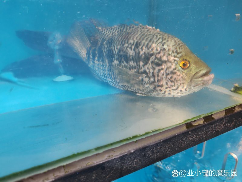 淡水花斑魚