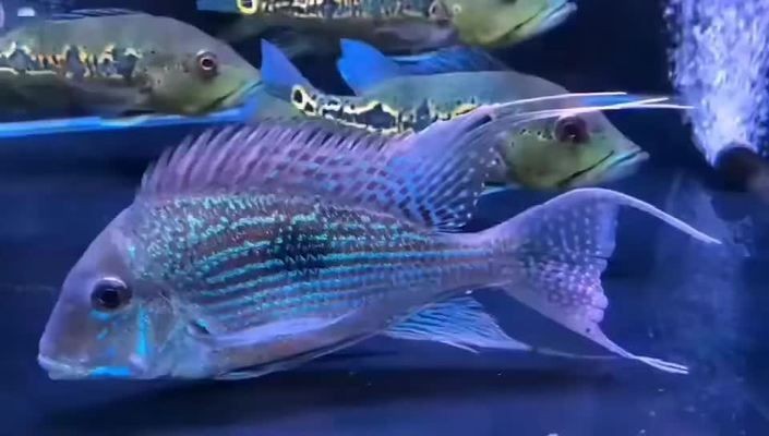 海水觀賞魚飼養技巧分享：關刀魚與其他熱帶觀賞魚的混養指南關刀魚飼養技巧分享