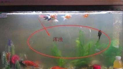 魚缸消毒后的護理消毒方法:剛買回來的魚缸消毒后,魚缸消毒后需要進行消毒處理 魚缸百科 第3張 魚缸消毒后的護理消毒方法:剛買回來的魚缸消毒后,魚缸消毒后需要進行消毒處理 魚缸消毒后的護理消毒方法:剛買回來的魚缸消毒后,魚缸消毒后需要進行消毒處理 魚缸百科 第3張