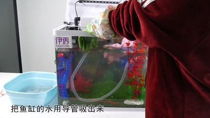 魚缸消毒后的護理消毒方法:剛買回來的魚缸消毒后,魚缸消毒后需要進行消毒處理 魚缸百科 第1張 魚缸消毒后的護理消毒方法:剛買回來的魚缸消毒后,魚缸消毒后需要進行消毒處理 魚缸消毒后的護理消毒方法:剛買回來的魚缸消毒后,魚缸消毒后需要進行消毒處理 魚缸百科 第1張