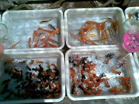 擺地?cái)傎u金魚的利潤(rùn) 擺地?cái)傎u金魚的利潤(rùn) 龍魚論壇