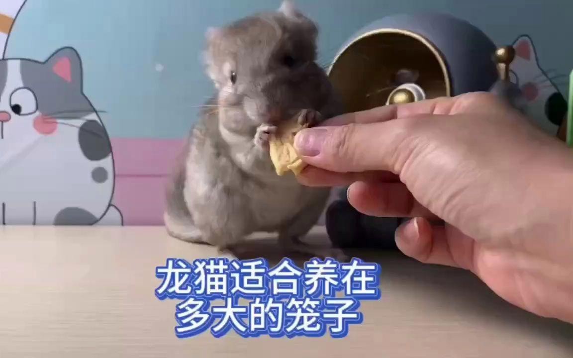 雙養龍貓需要多大的籠子？