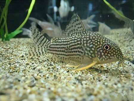 十大清潔魚哪個(gè)不咬魚