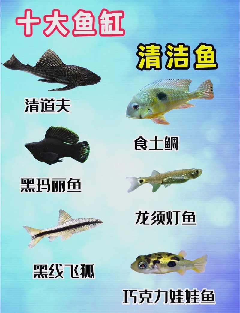 十大清潔魚哪個不咬魚 十大清潔魚哪個不咬魚 龍魚論壇 第5張
