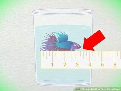 如何判斷龍魚的年齡（判斷龍魚的年齡是一個綜合性的過程）