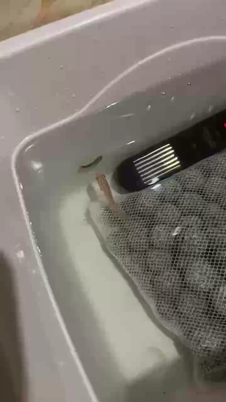 到家第一天 沒有魚缸 顏色發白暗淡