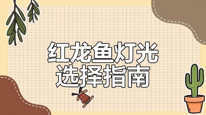 綠皮紅龍魚飼養難度如何? 2025長城杯龍魚大賽 第7張 綠皮紅龍魚飼養難度如何? 綠皮紅龍魚飼養難度如何? 2025長城杯龍魚大賽 第7張