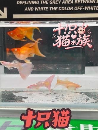 如何欣賞孔雀魚比賽視頻？