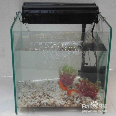 微生物劑在魚缸中的作用原理：微生物劑在魚缸中的作用