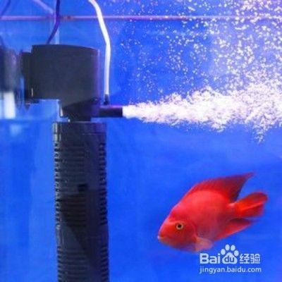 微生物劑在魚缸中的作用原理：微生物劑在魚缸中的作用
