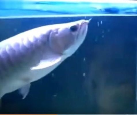 金龍魚的缸一般要多大的水才好（金龍魚缸的水容量應該是90厘米（長）×45厘米）