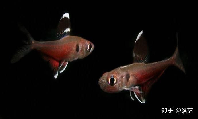 紅大勾扯旗魚能長多大 龍魚論壇 第10張 紅大勾扯旗魚能長多大 紅大勾扯旗魚能長多大 龍魚論壇 第10張