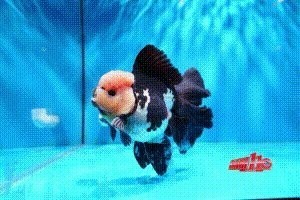 2025福魚大賽還有哪些活動