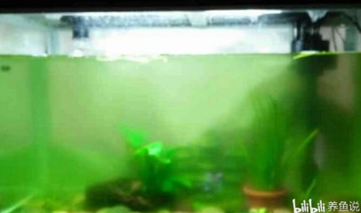 松山區張占勇觀賞魚店 松山區張占勇觀賞魚店 全國水族館企業名錄