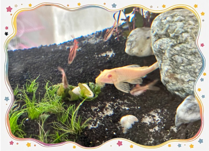 哪種超血紅龍魚品種最稀有？ 哪種超血紅龍魚品種最稀有？ 水族問答 第2張