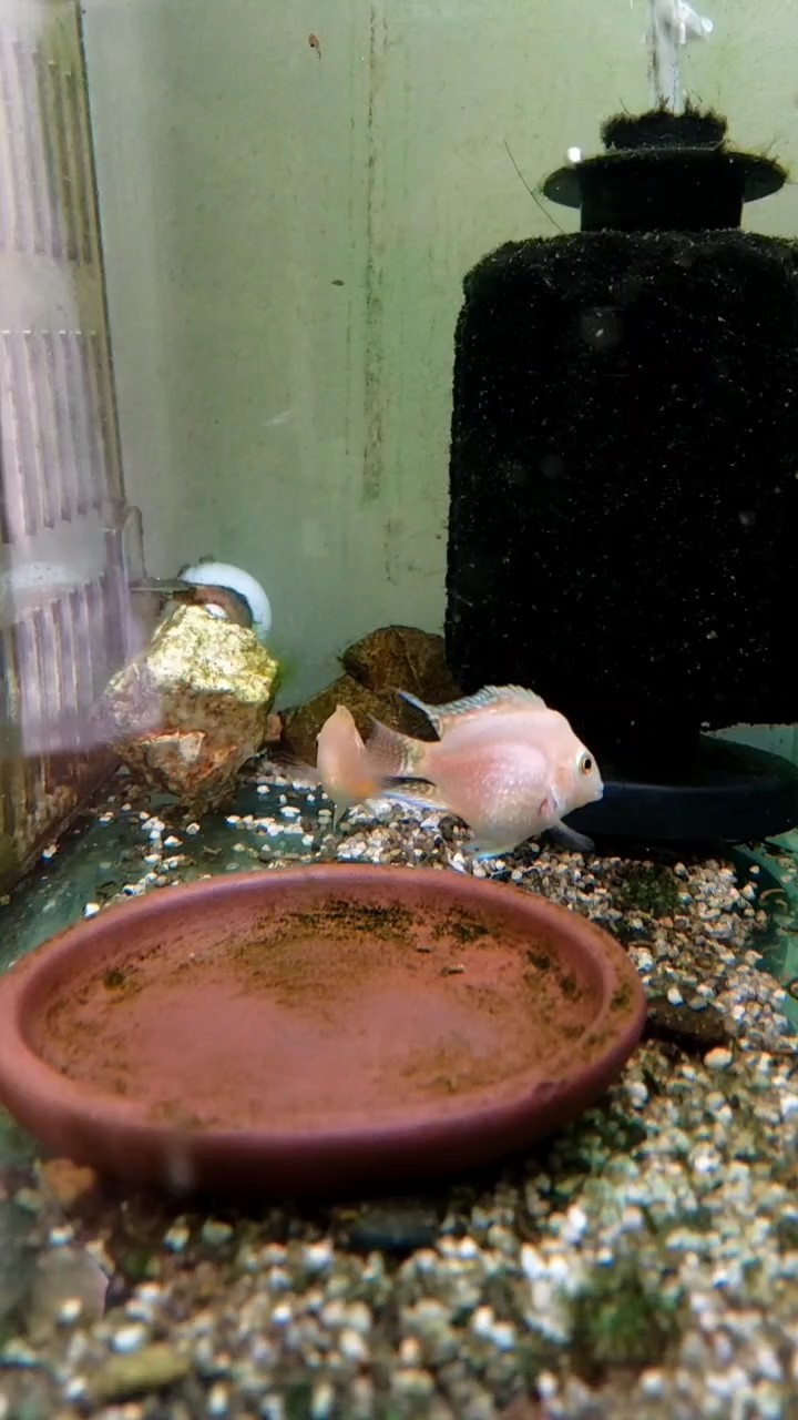 配對的小魚，夠仙氣吧
