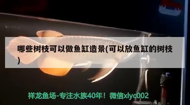 欖仁葉能放金魚缸嗎：欖仁葉可以放入金魚缸中但需要掌握正確的使用方法和注意事項