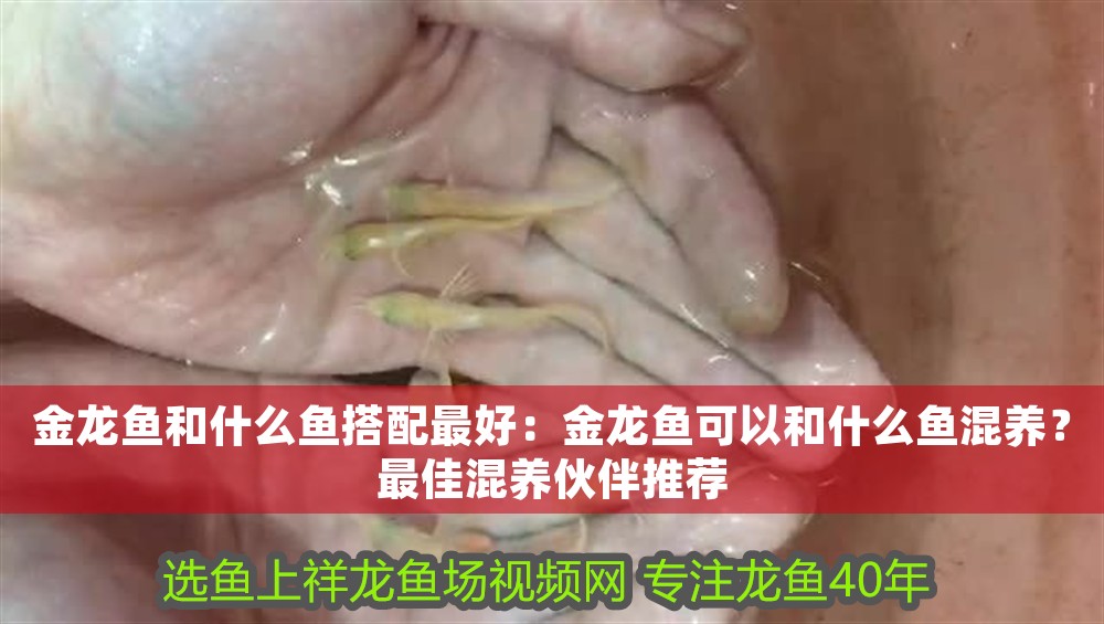 金龍魚和什么魚搭配最好：金龍魚可以和什么魚混養(yǎng)？最佳混養(yǎng)伙伴推薦 金龍魚和什么魚搭配最好：金龍魚可以和什么魚混養(yǎng)？最佳混養(yǎng)伙伴推薦 龍魚百科 第1張
