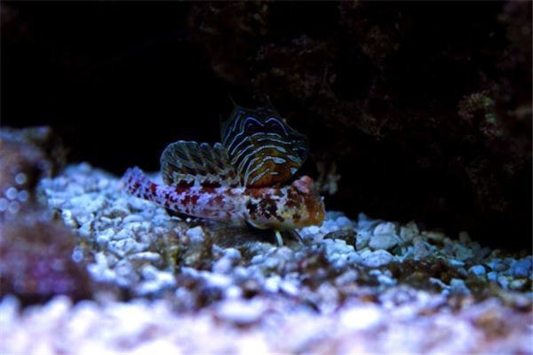 三種人不宜擺放風水魚 三種人不宜擺放風水魚 龍魚論壇 第4張