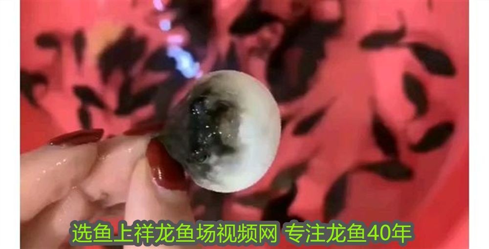 豬鼻龜與龍魚混養(yǎng)好嗎：豬鼻龜與龍魚混養(yǎng)，挑戰(zhàn)與解決方案