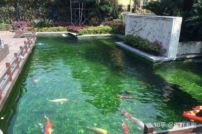 豬鼻龜與龍魚混養(yǎng)好嗎：豬鼻龜與龍魚混養(yǎng)，挑戰(zhàn)與解決方案