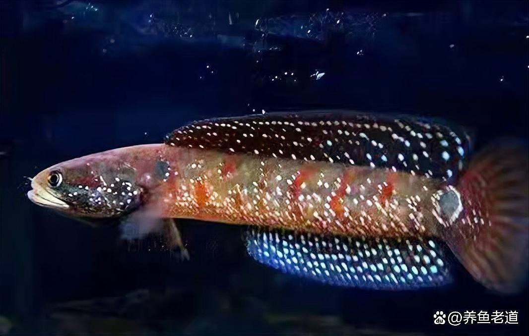 如何判斷觀賞魚的價格是否合理？